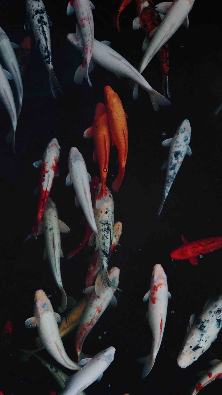 fishes