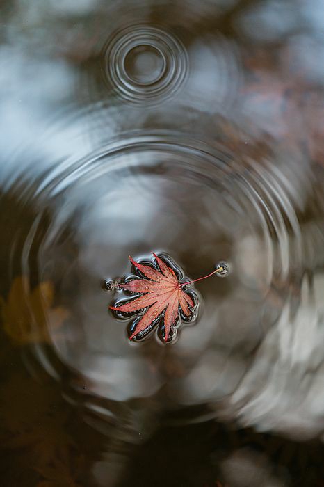 Leaf