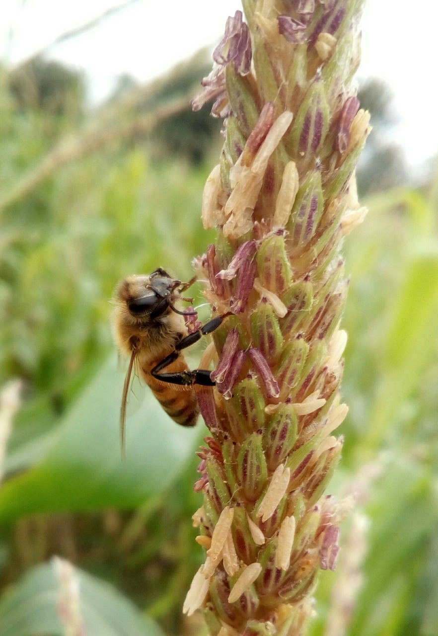 bee