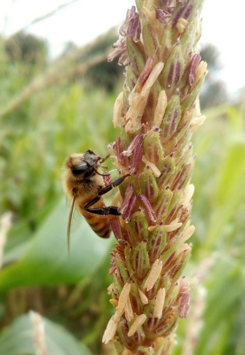 bee