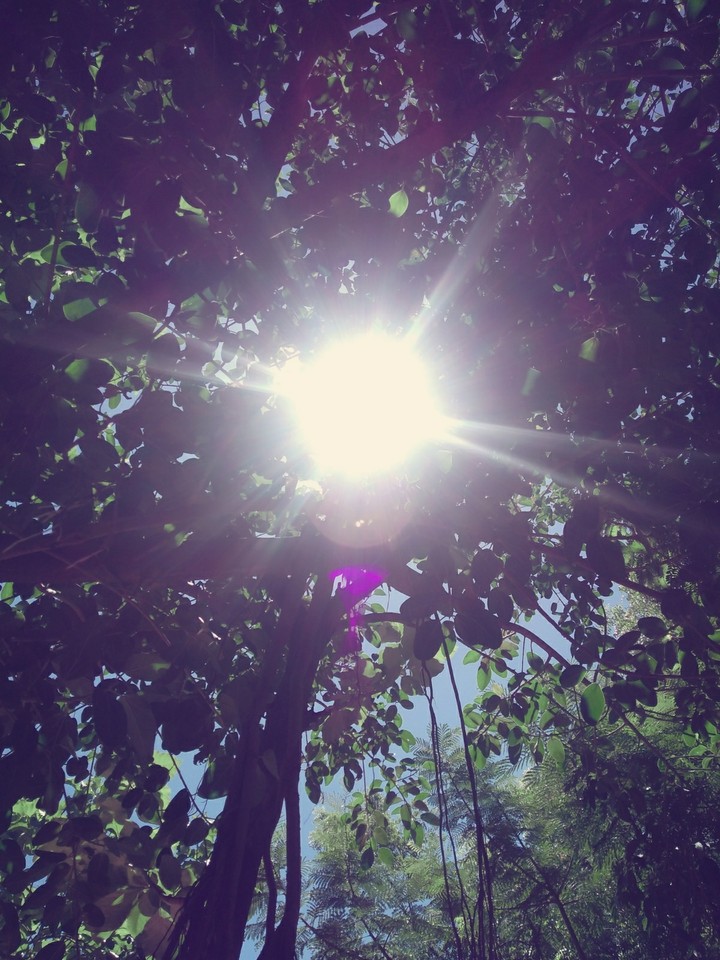 SunTree