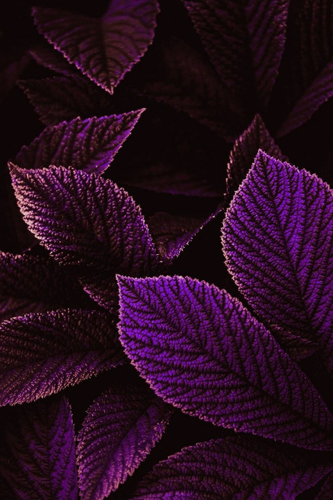 тапети pattern, purple