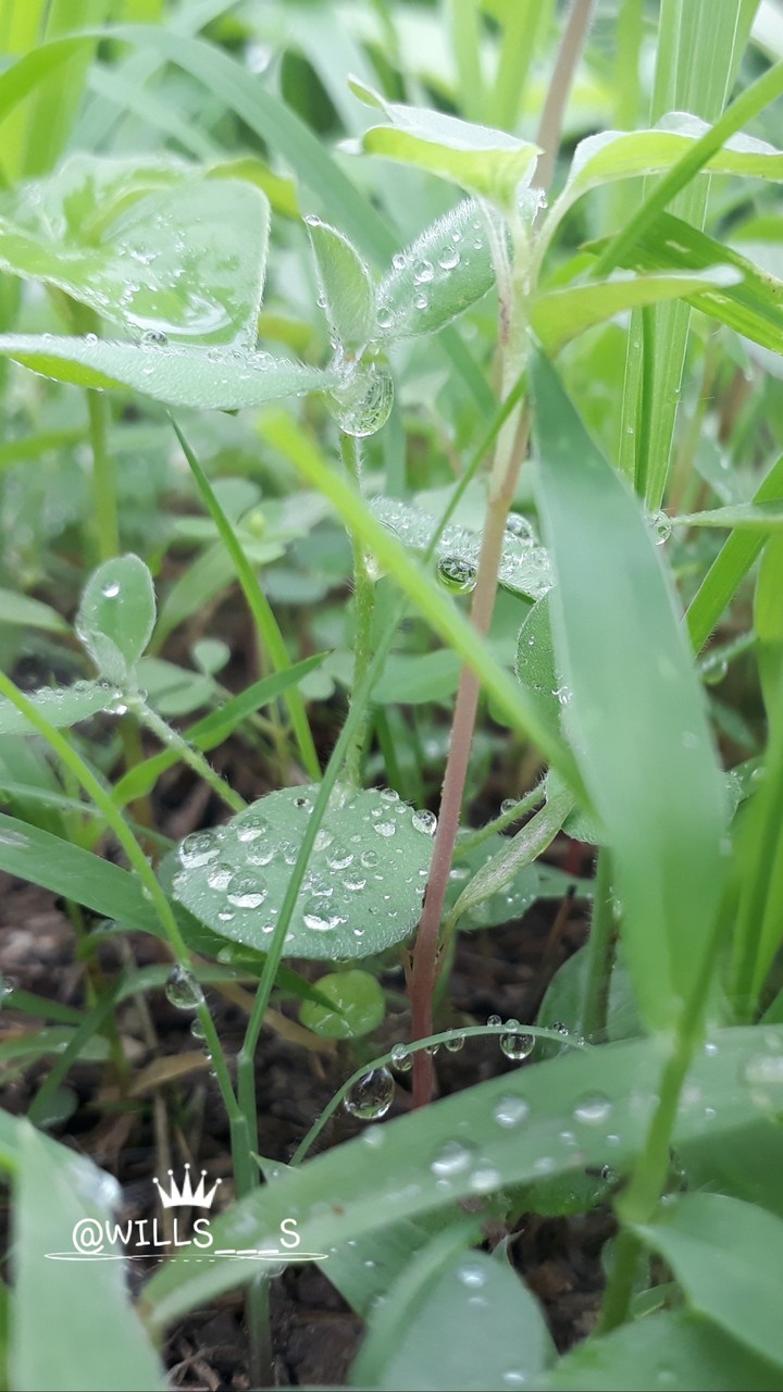 satisfying grass water  dropp