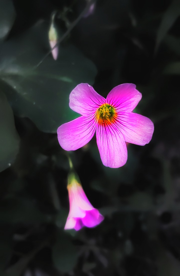 Pink Flower