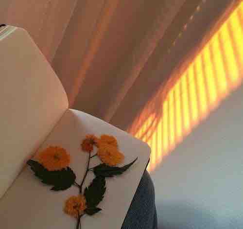 orange flowers