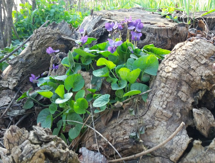 spring flowers