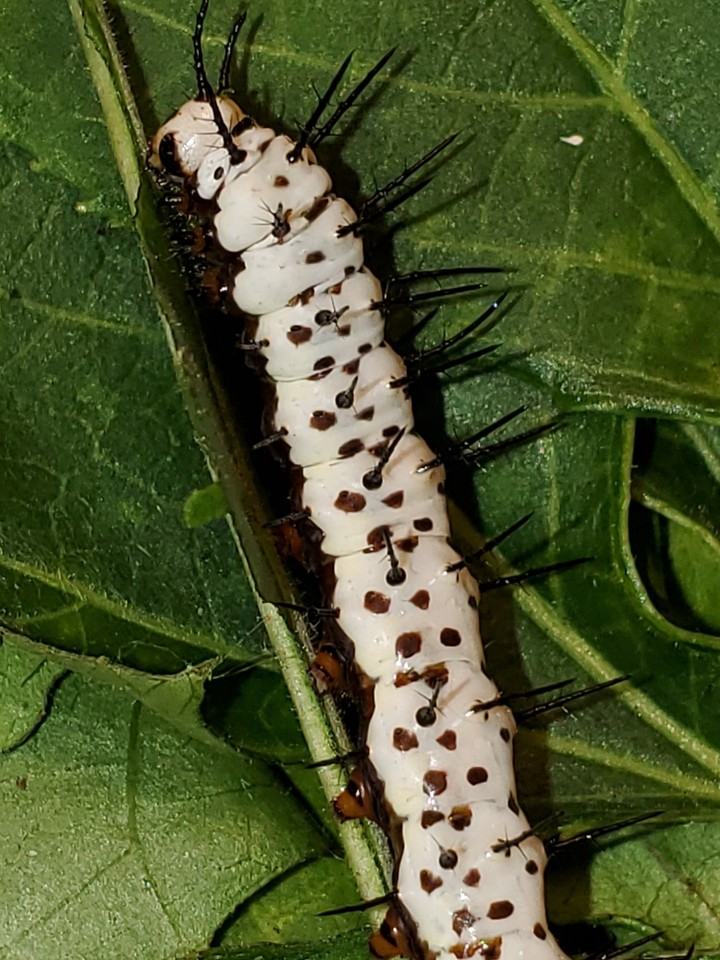 zebra longwing Caterpillar