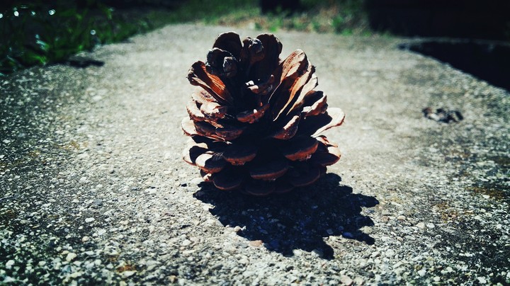 pinecone