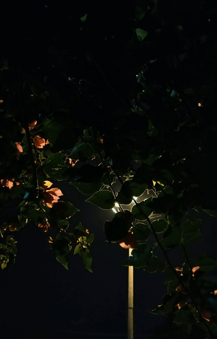 Street Light On Night Time in Bangalore