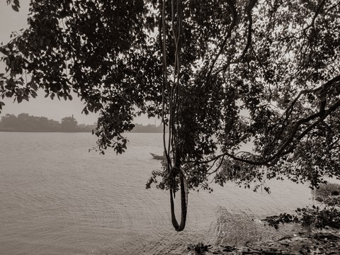 обои lake, trunk