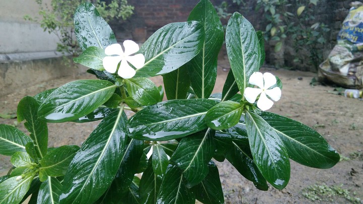 The white flower.