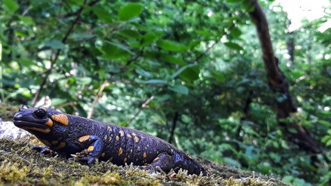 salamander