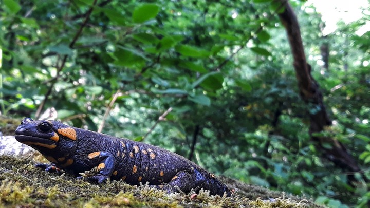 salamander