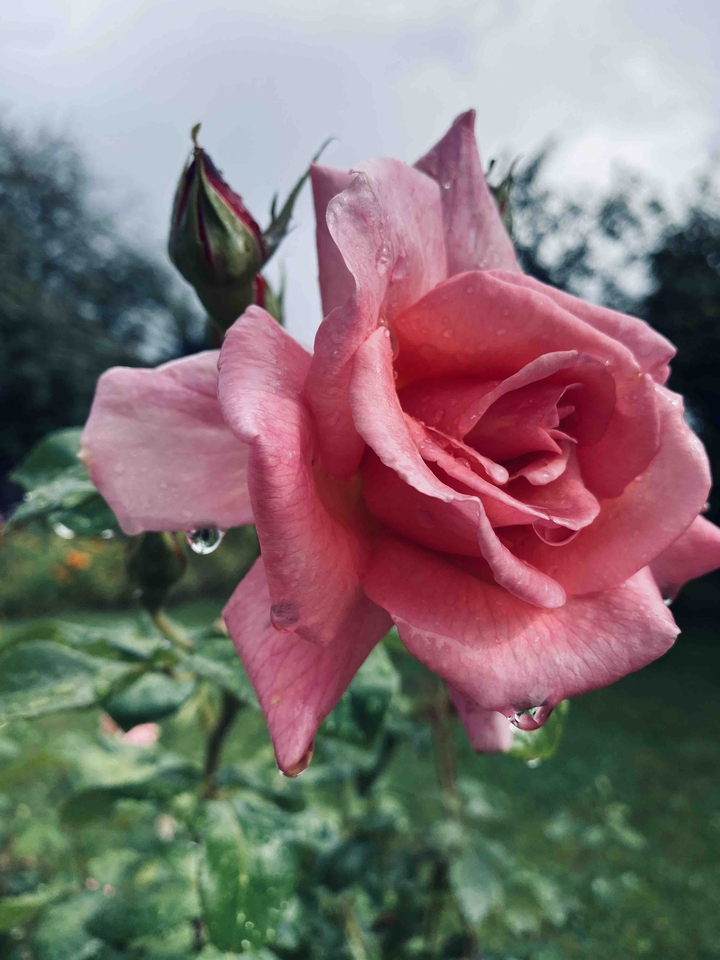 Pink rose
