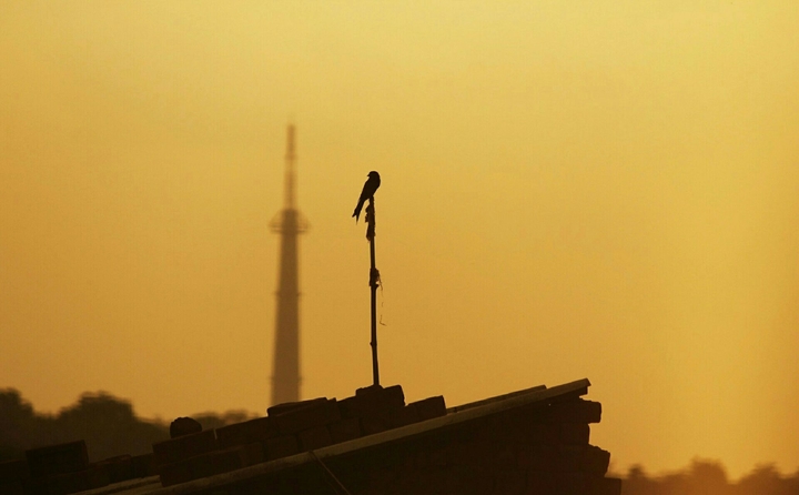 A bird at dusk.