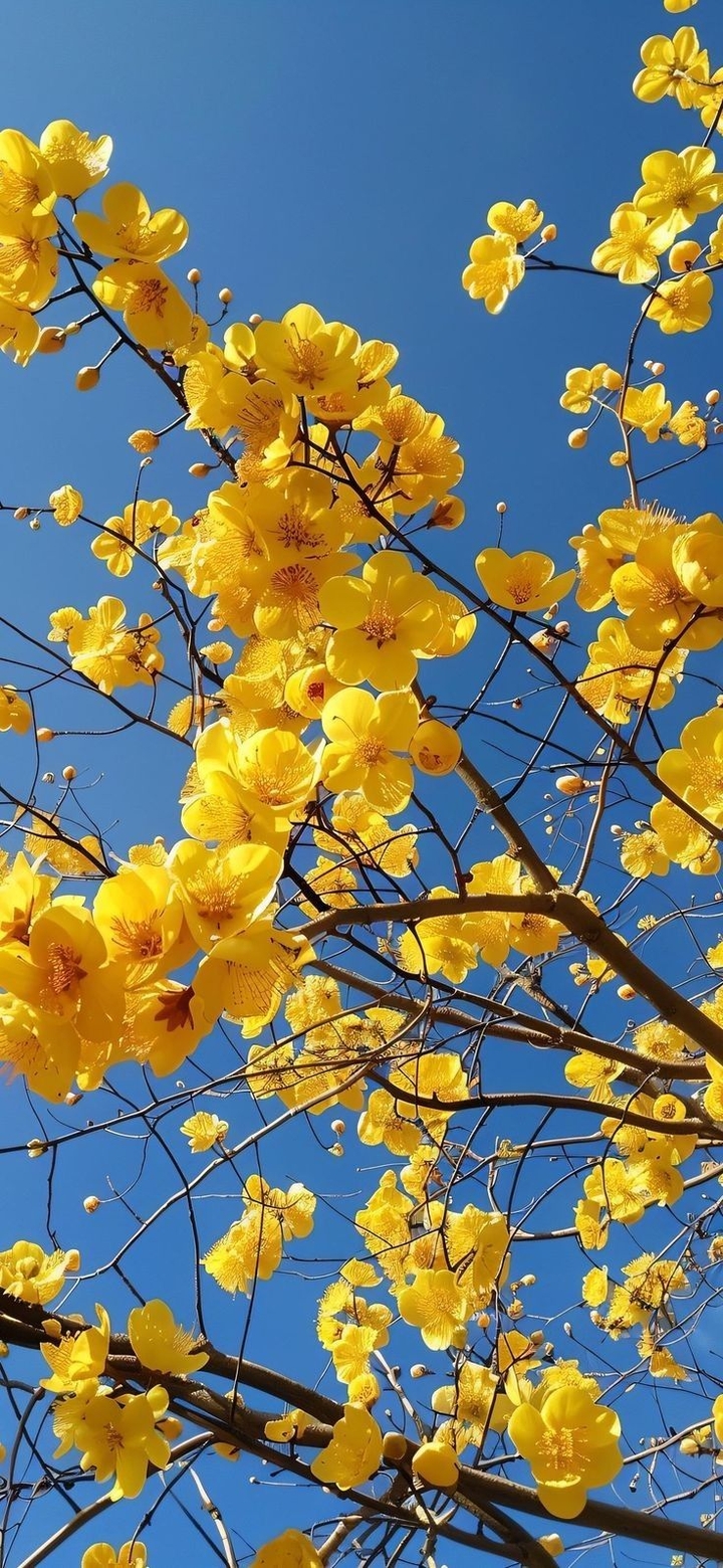 sfondi wildflower, spring