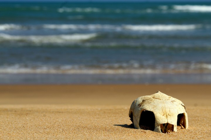 turtle skull