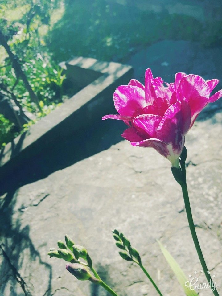 Pink flower