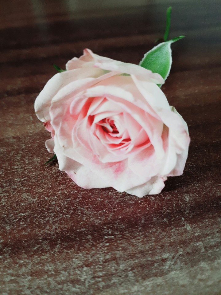 tender rose