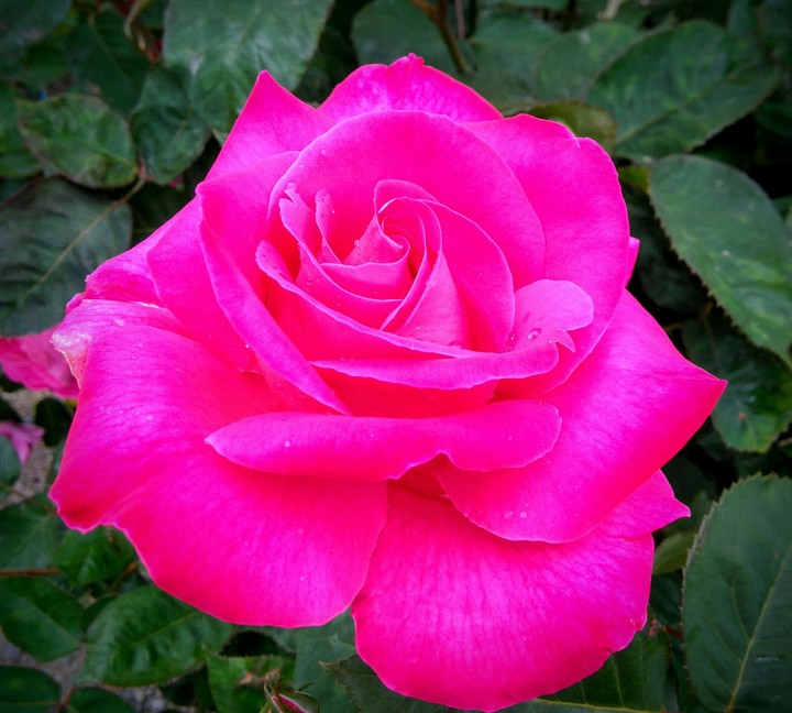 Pink flower