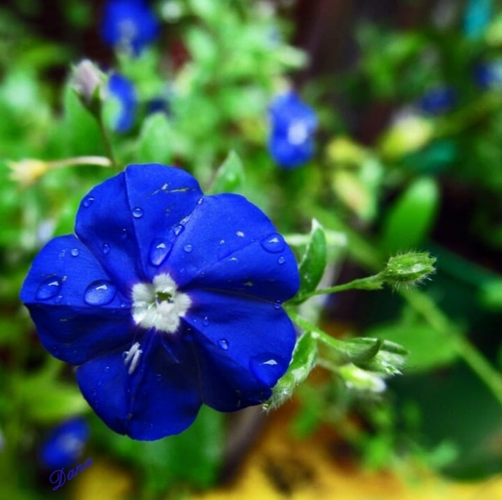 cobalt