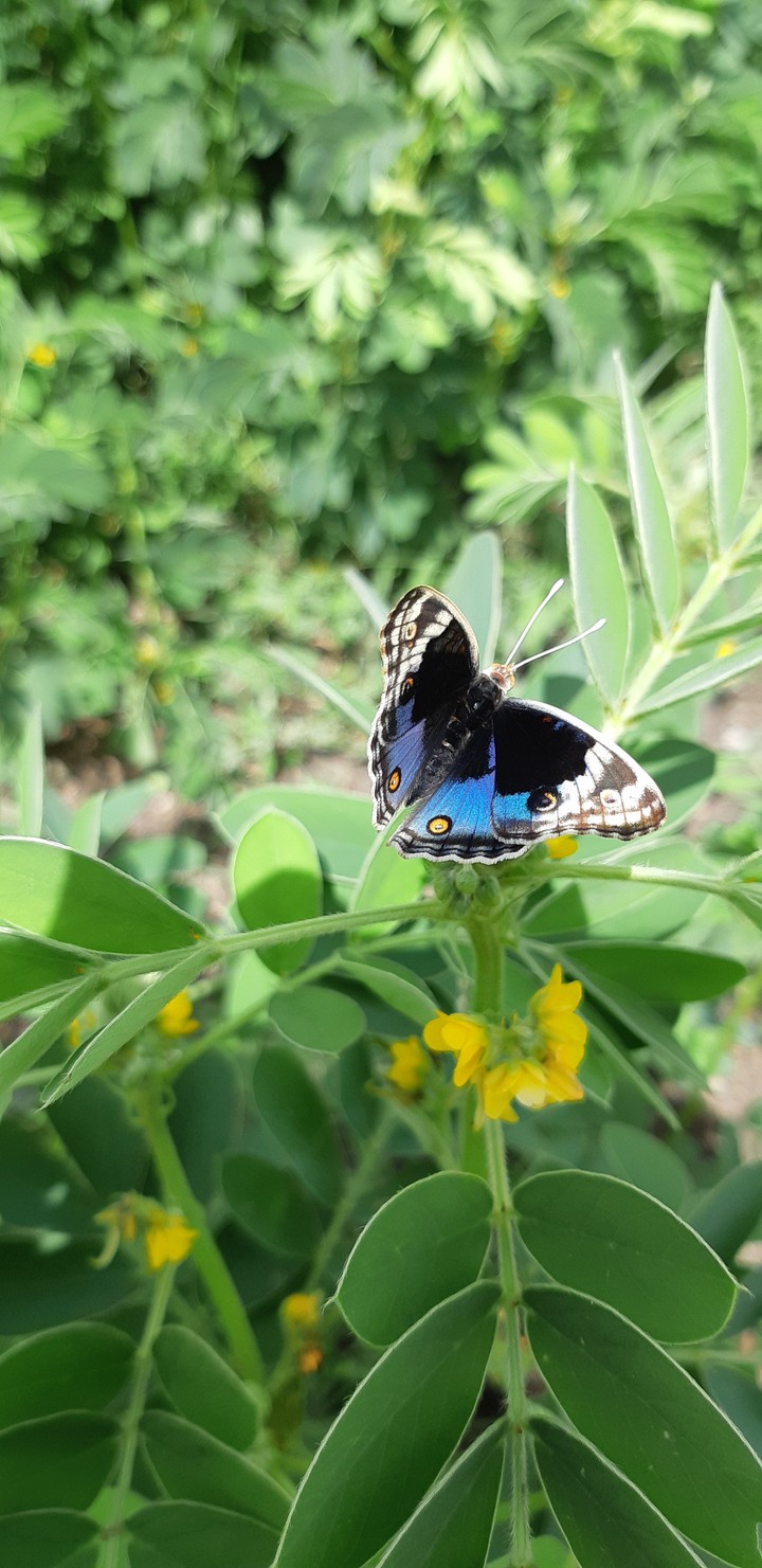 butterfly blue