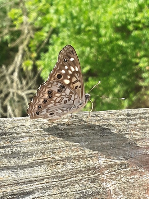 Butterfly landings
