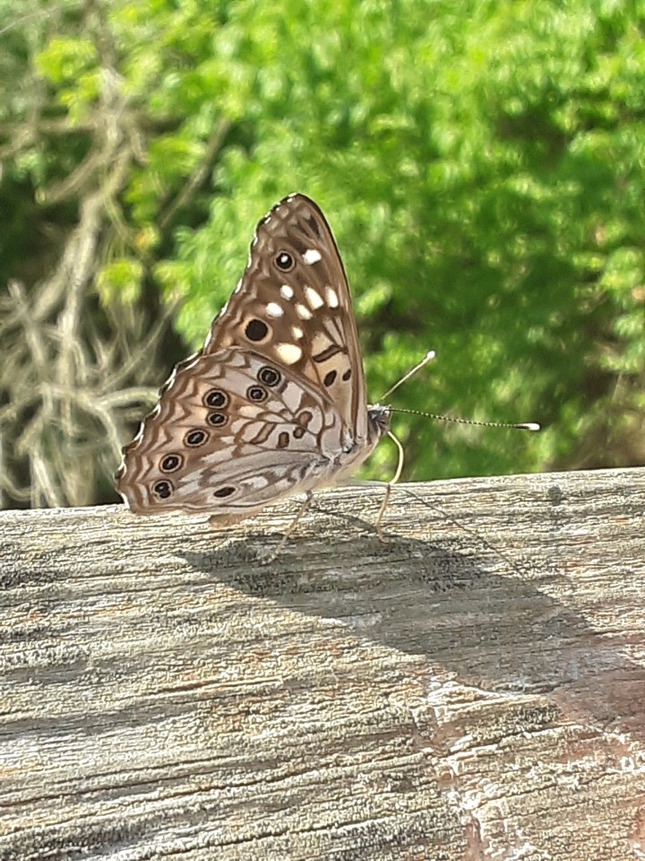 Butterfly landings