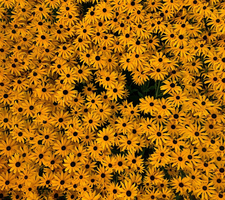 daisy