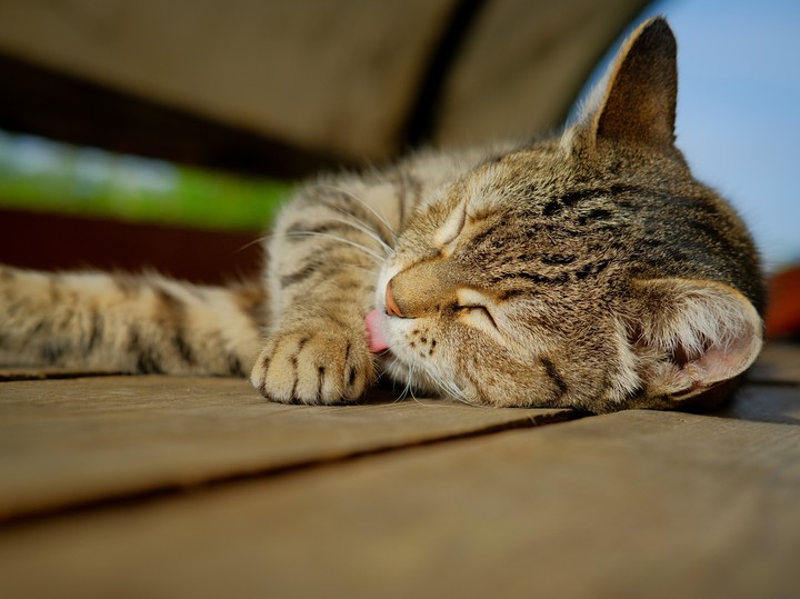 cat