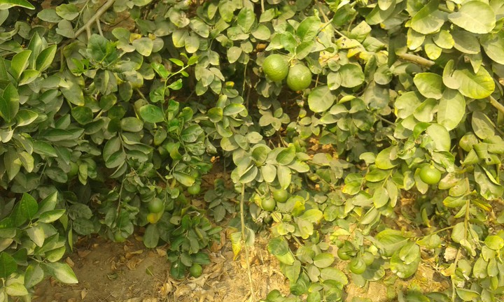 my lemons