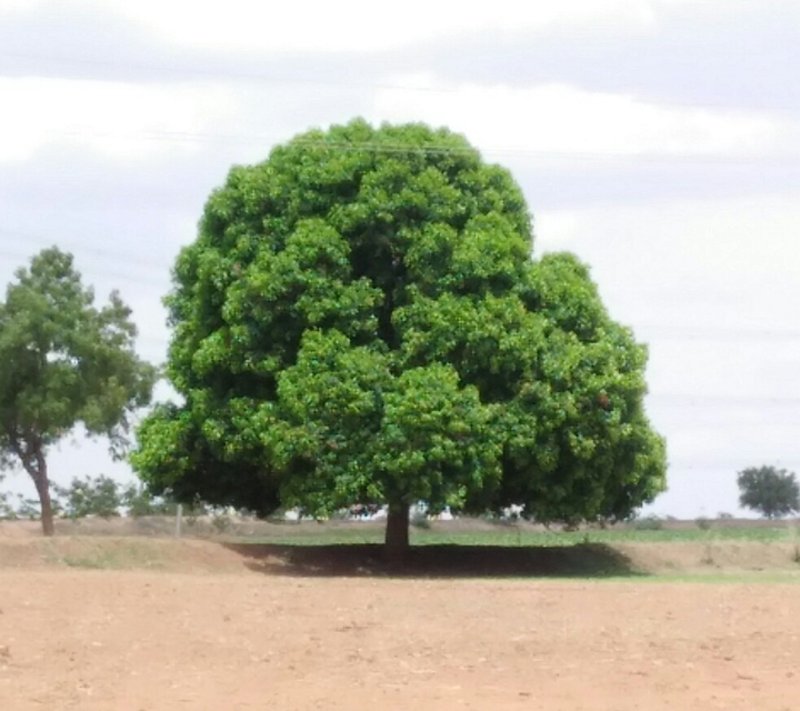 mago tree
