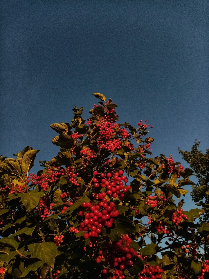 Viburnum