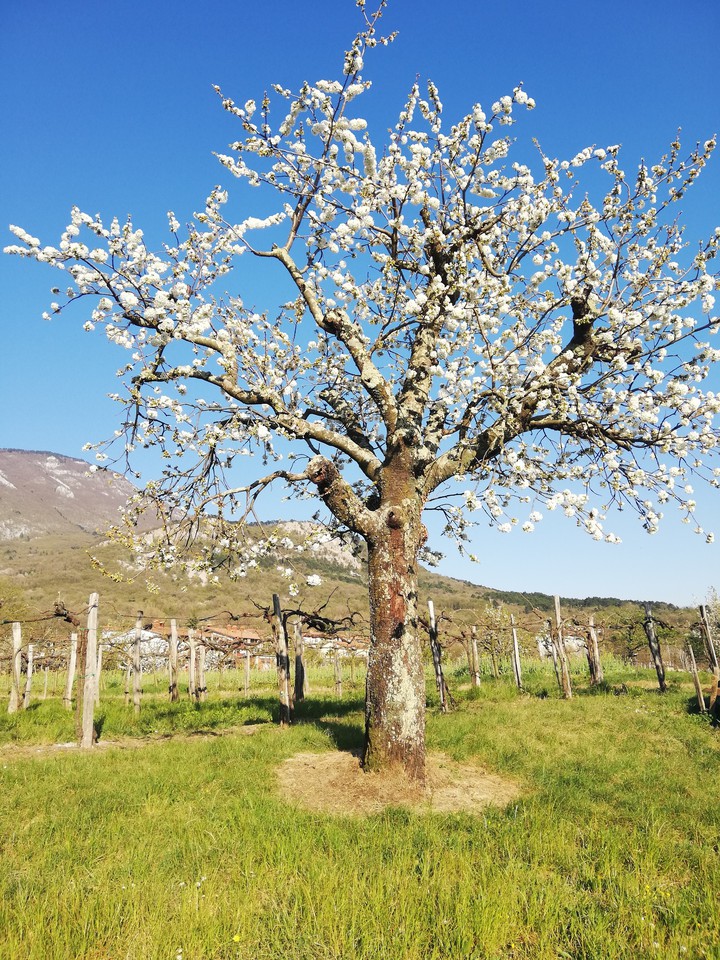 welcome spring