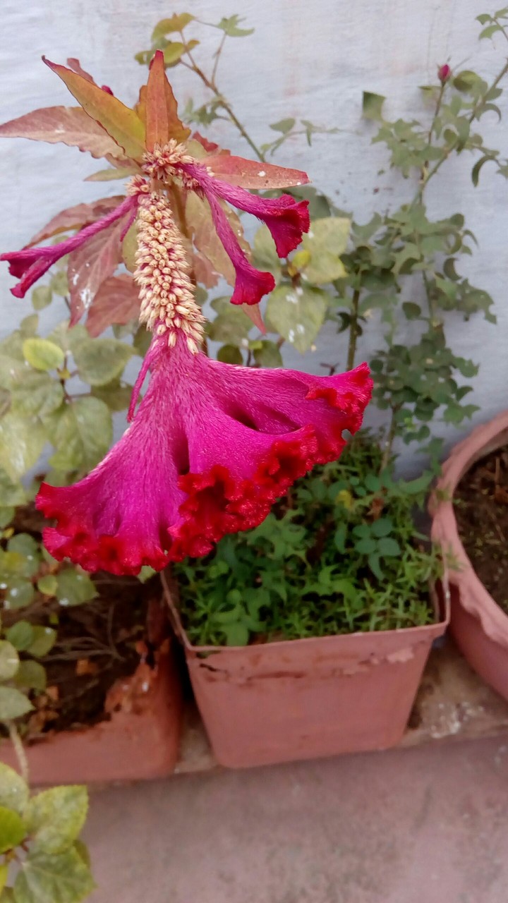 backyard flowers