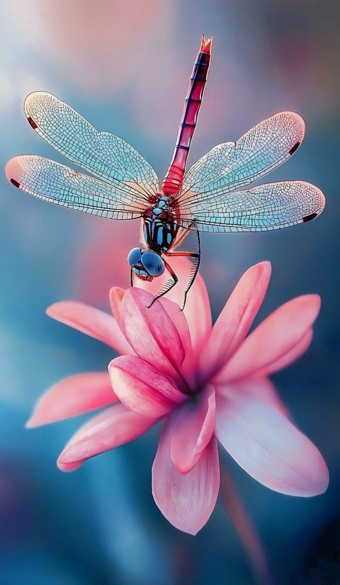 Petal