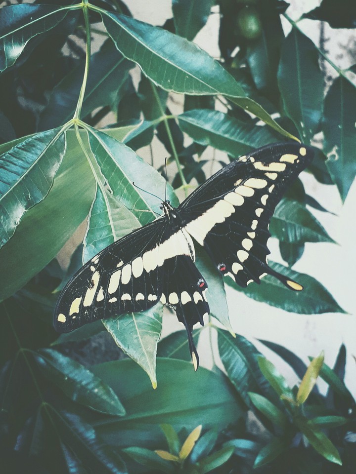 Butterfly