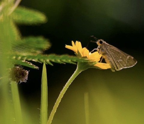 skippers, wing háttérképek