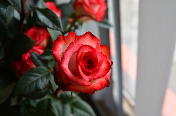 rosa