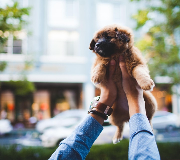 Cute Puppy