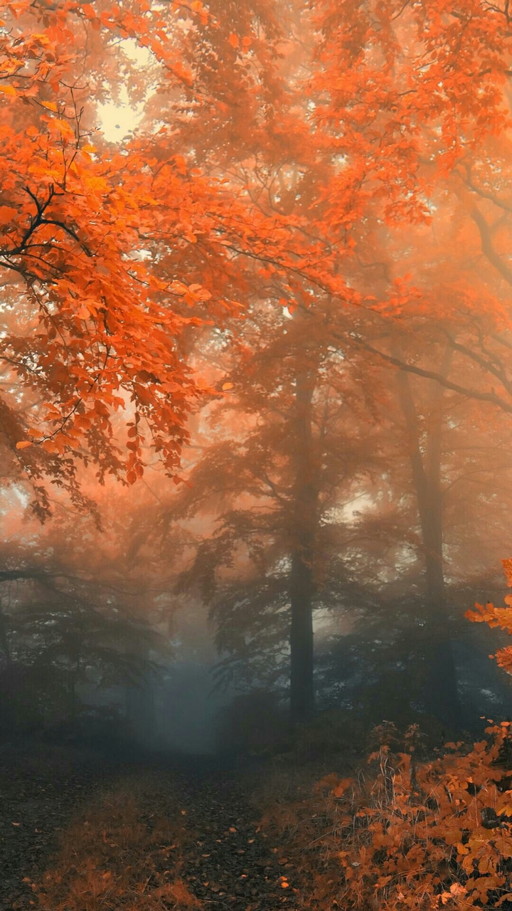 loving the Forrest