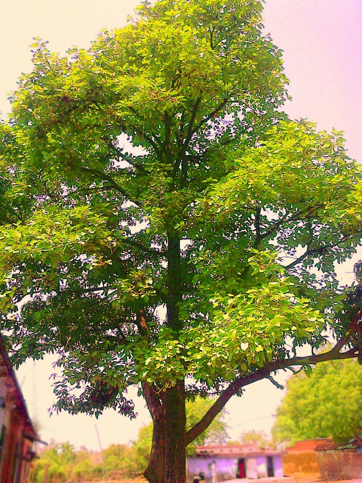 Yellow leaf mango tree