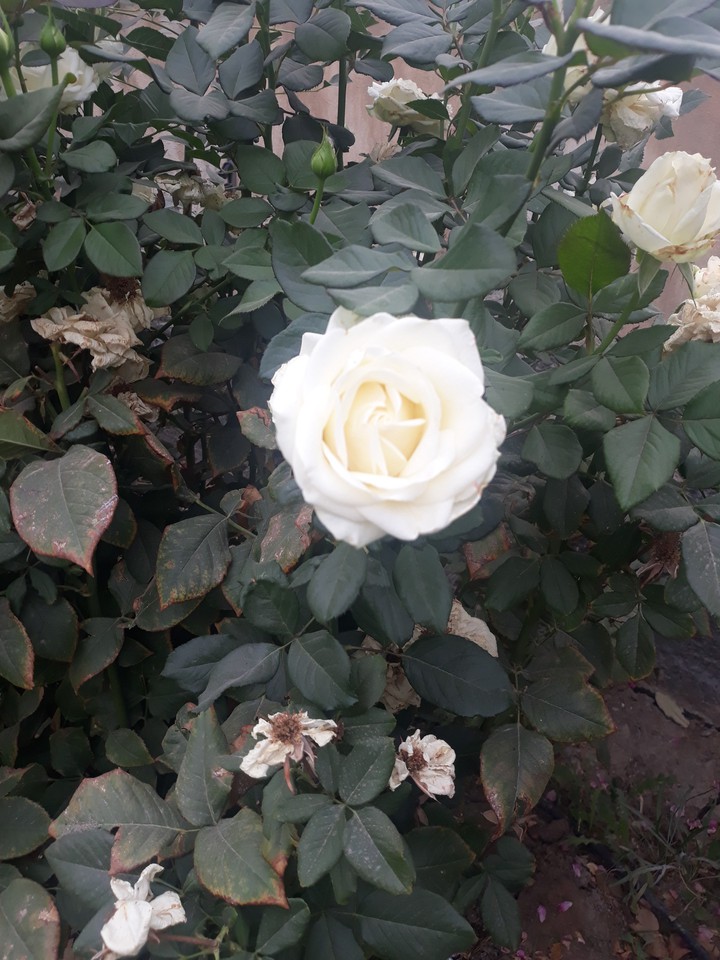 beautiful white roses