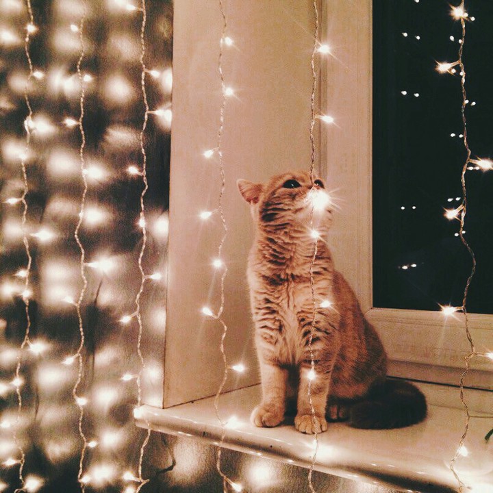 Love cat...