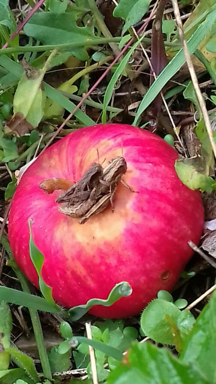 nature