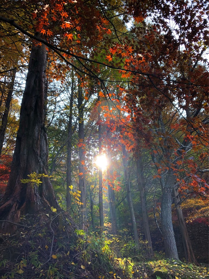가을의 산에서