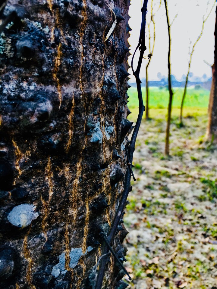 tree