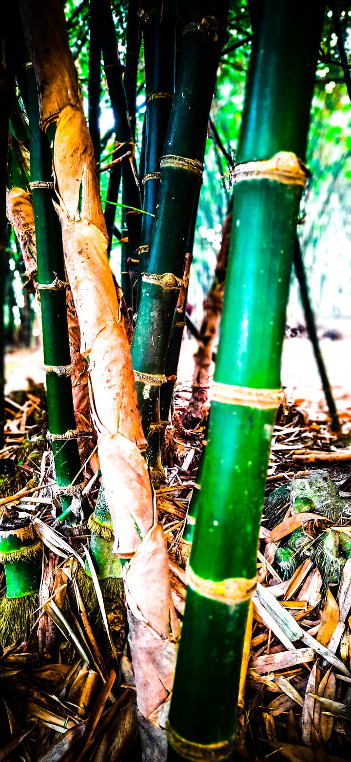 Bamboo Tree