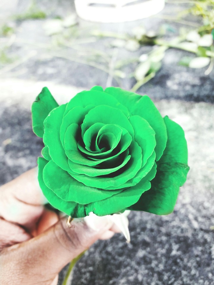#Green Rose