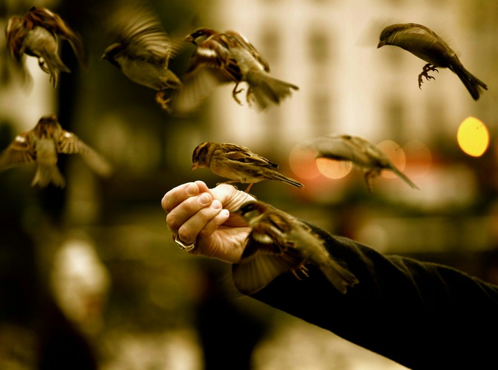 Sparrow